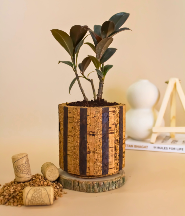 rubber plant with cork soil planter (10x10cm)