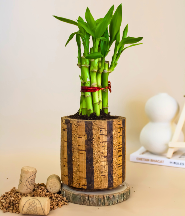 lucky bamboo plant with cork planter