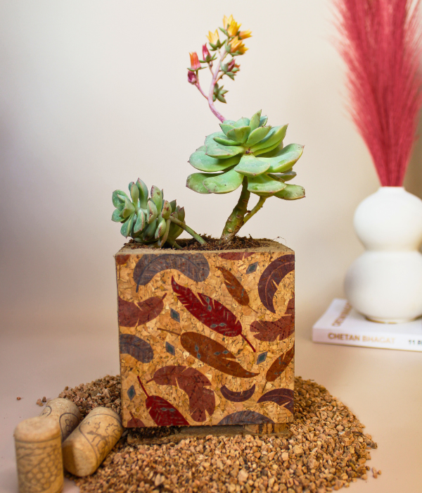 flower secculent with cork planter
